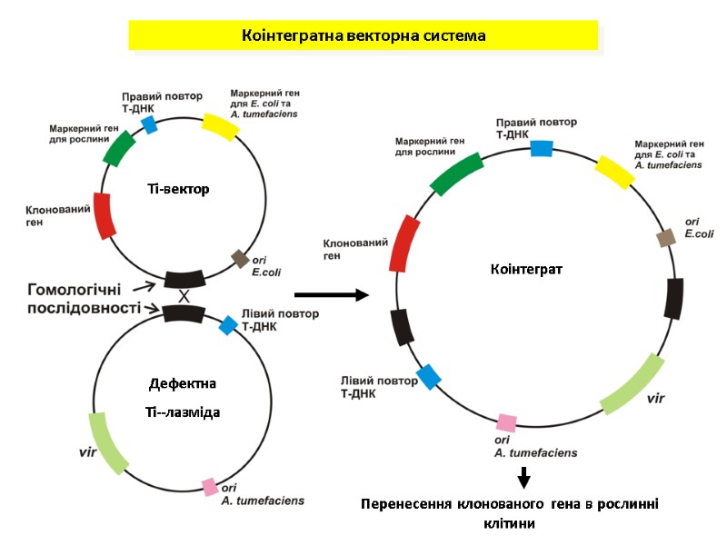 Коінтегратна векторна система Ті-вектор Дефектна Ті--лазміда Коінтеграт Перенесення клонованого гена в рослинні клітини